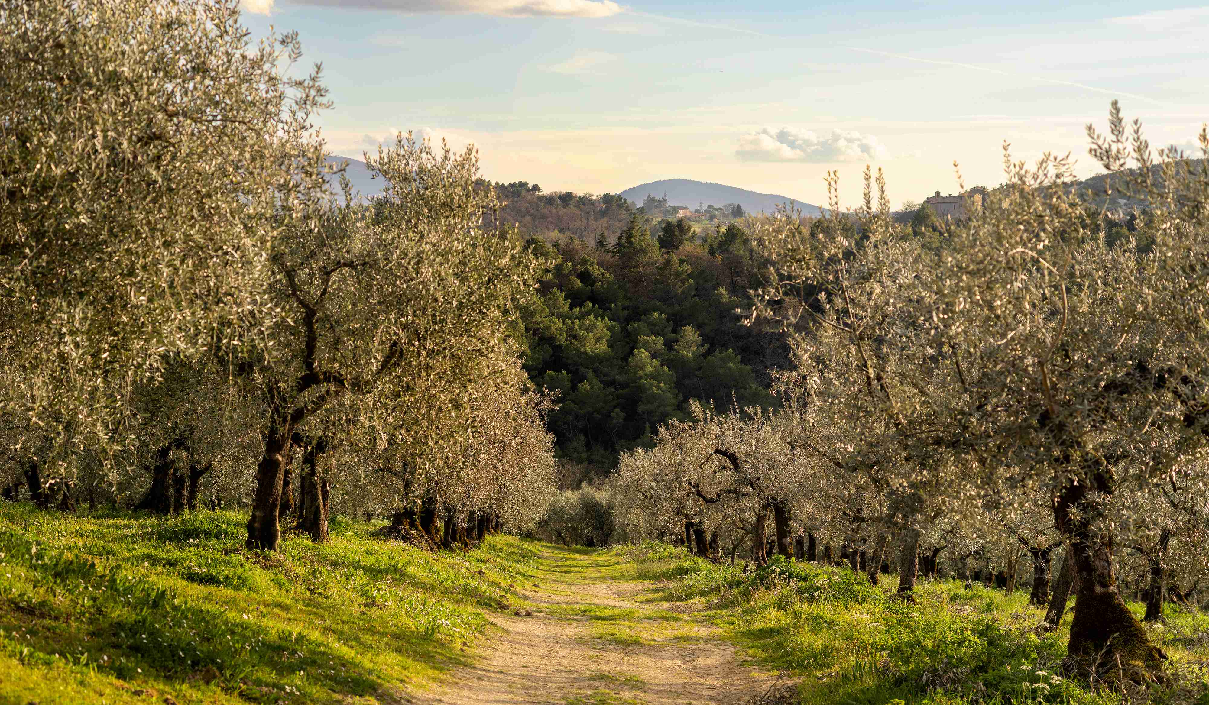 Oggi è l'ultimo giorno del 2025 di attività del frantoio La Macina Rossa